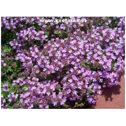 Thymus doerfleri - Mate��dou�ka