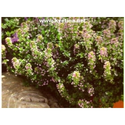 Thymus serphyllum /praecox/ - Mate��dou�ka