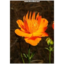 Trollius chinensis - Upol�n ��nsk�