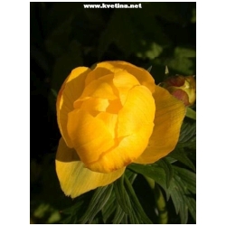 Trollius x cultorum  - Upol�n