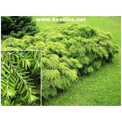 Tsuga canadensis 'Jeddeloh' - Jedlovec kanadsk� Jeddeloh�v