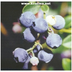 Vaccinium corymbosum 'Goldtraube' - Velkoplod� bor�vky, Kanadsk� bor�vky - VELK�