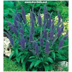 Veronica spicata 'Heroud' - Rozrazil klasnat�