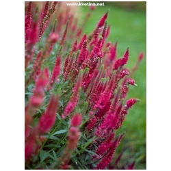 Veronica spicata 'Rotfuchs' - Rozrazil