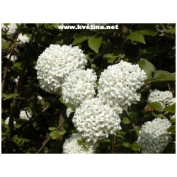 Viburnum opulus - Kalina obecn� kulovit�