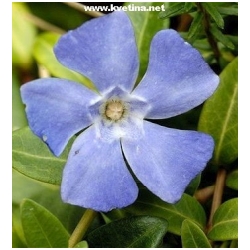 Vinca minor - Barv�nek, Vinca