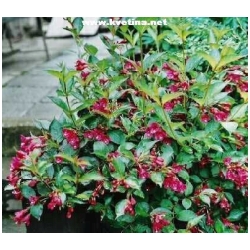 Weigela hybrida (florida) - Vajg�lie 