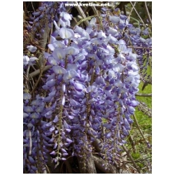 Wisteria floribunda - Vist�rie kv�tnat� - pnouc�