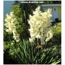 Yucca filamentosa - Juka